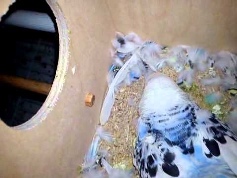 Video: Papagali: Cum Să Se Reproducă în Captivitate
