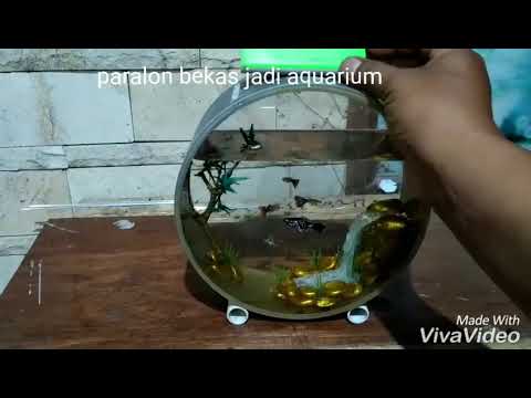  AQUARIUM  LIMBAH PARALON YouTube