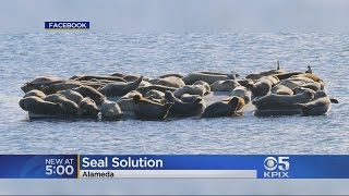Harbor Seals Sun Themselves In Alameda Despite Ferry Construction Project