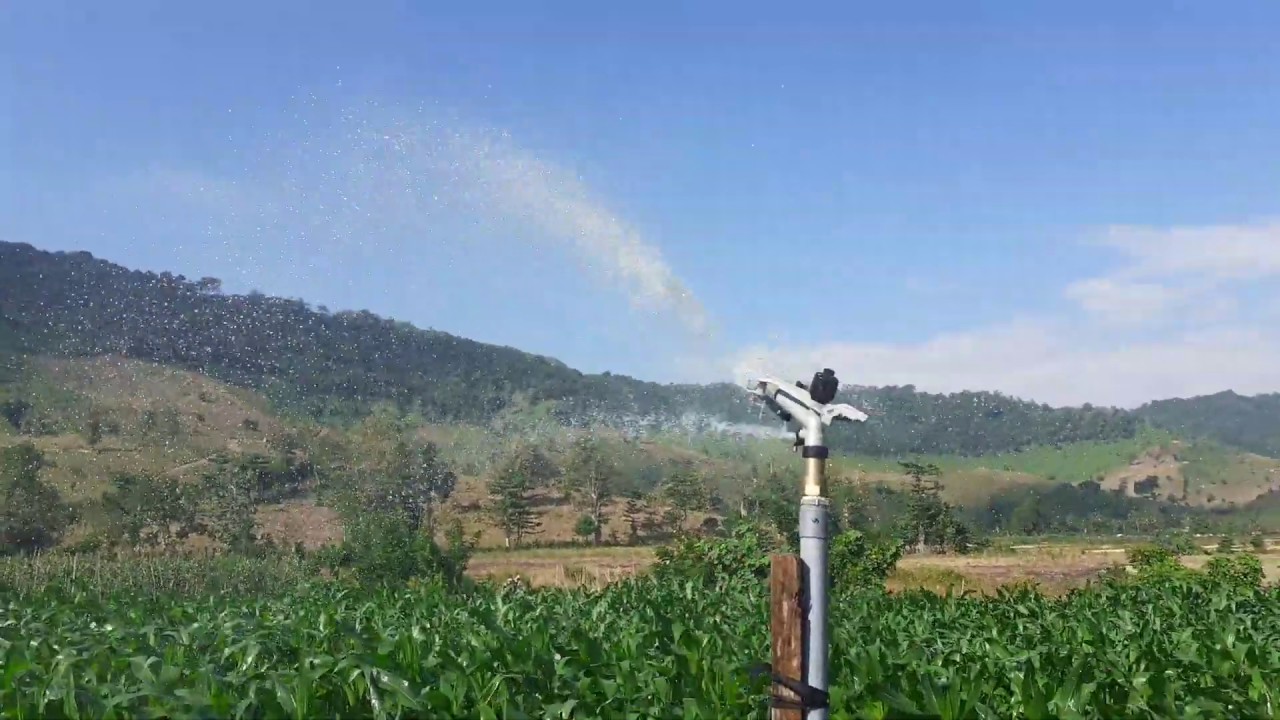 Sprinkler Irrigation system (Solusi pengairan tanaman jagung musim