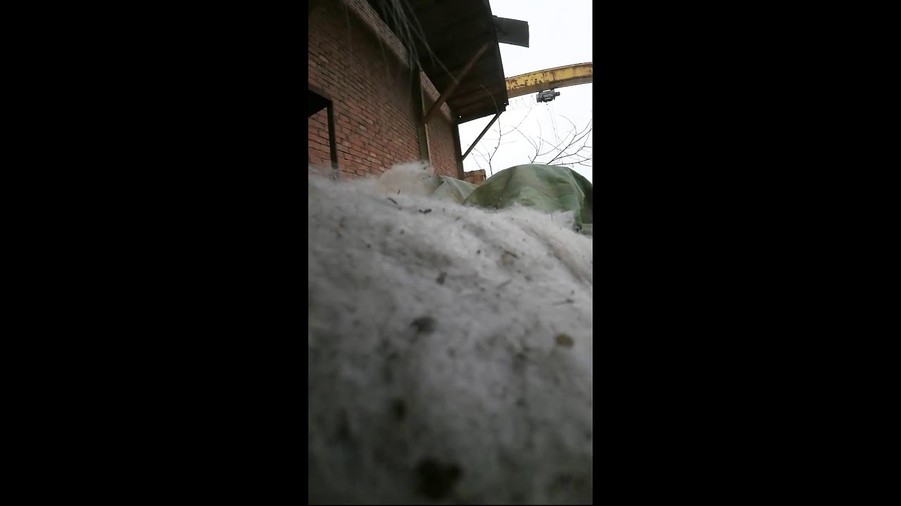 Live from a Cat’s Point of View — Quiet Steps & Curious Eyes 2026-01-18 