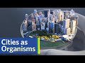 Are cities like organisms