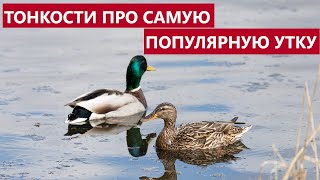 🦢 КТО ТАКАЯ КРЯКВА И СЕЛЕЗЕНЬ? ПОДРОБНО О НИХ.