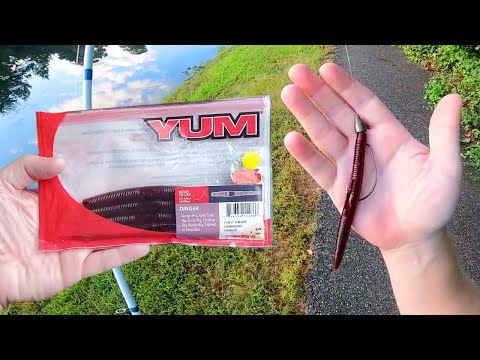 Bass Fishing with Cranberry Yum Dingers Texas Rig 