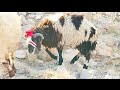 اغنام مرياع مراييع الغنم كلاب الأغنام راعي الغنم في الجبال مطافيل صوت اجراس المراييع Sheep Videos 