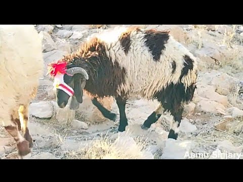 اغنام مرياع مراييع الغنم كلاب الأغنام راعي الغنم في الجبال مطافيل صوت اجراس المراييع Sheep Videos