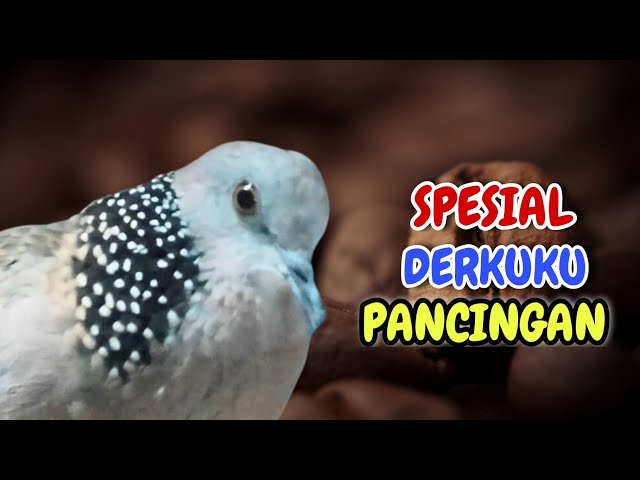 Derkuku Gacor Suara Bening, Jos Buat Pancingan class=