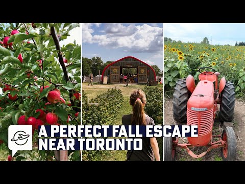 Apple picking at a beautiful orchard and farm | The Apple Orchard