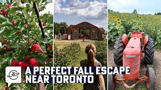Apple picking at a beautiful orchard and farm | The Apple Orchard