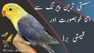 How To Produce Parblue Opaline Lovebirds From Cheapest Pairing screenshot 4