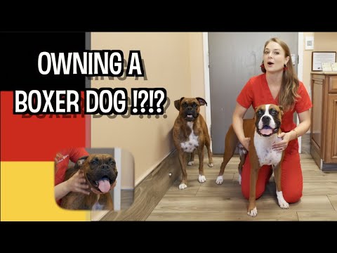 Video: Jak velký je Full-Grown Boxer Dog?