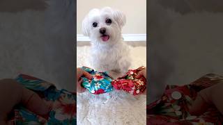 Today’s ootd  #maltese #summerfashion #ootd #dog #dogvideo