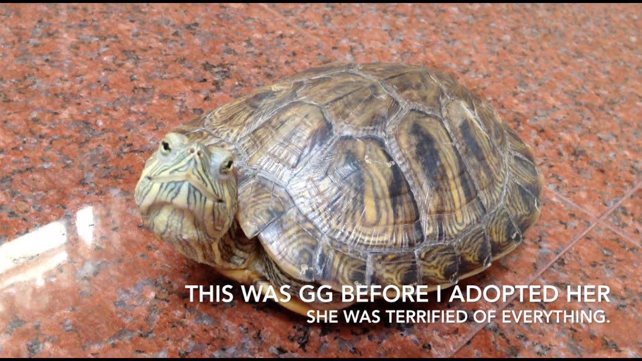 setup turtle beach elite 800 Turtle Adventures: Terrified GG Before Adoption (Turtle Adoption & Turtle Rescue)