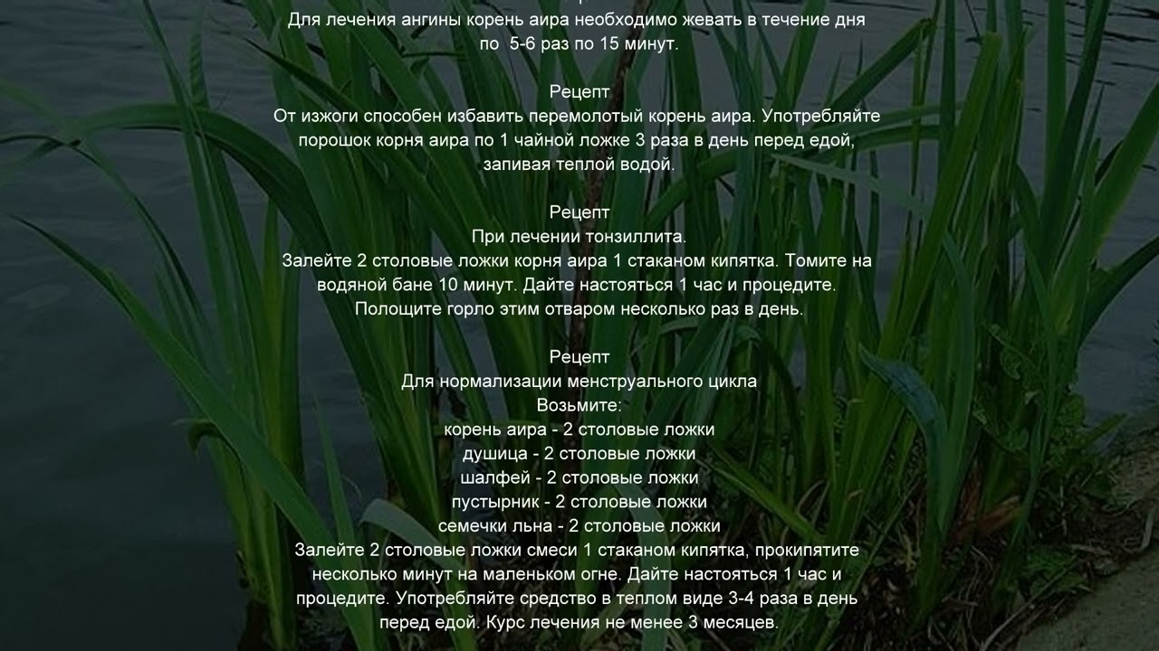 Аир болотный лечебные свойства народные рецепты