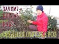 ОСЕННЯЯ ОБРЕЗКА РОЗ. ЗАЧЕМ? КОГДА? КАК? Показываю как я обрезаю свои розы.