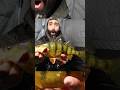 Ice fishing is back in full swing and we are peanut butter and JAMMEN Jumbo perch #fishing