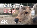4K 鹿のさまざまな鳴き声 まとめ The meny moment the deer crows