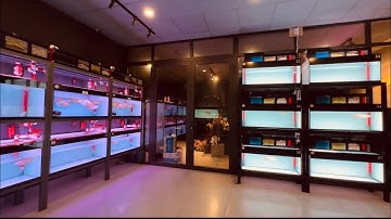 Review Những Em Huyết Đuôi Càng | Cá Hay Hoảng Lao Nhảy Stress | Cảm Nhận Tiêu Hoá Ở Cá Rồng 