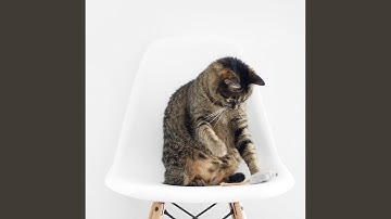 High Class Music for Cat Mindfulness