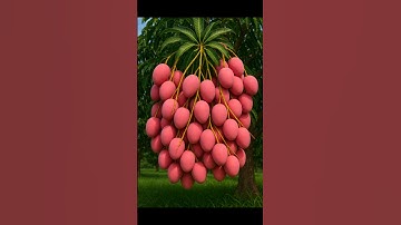 🌿MANGO Trees Are Easier to Propagate Than You Think #mango