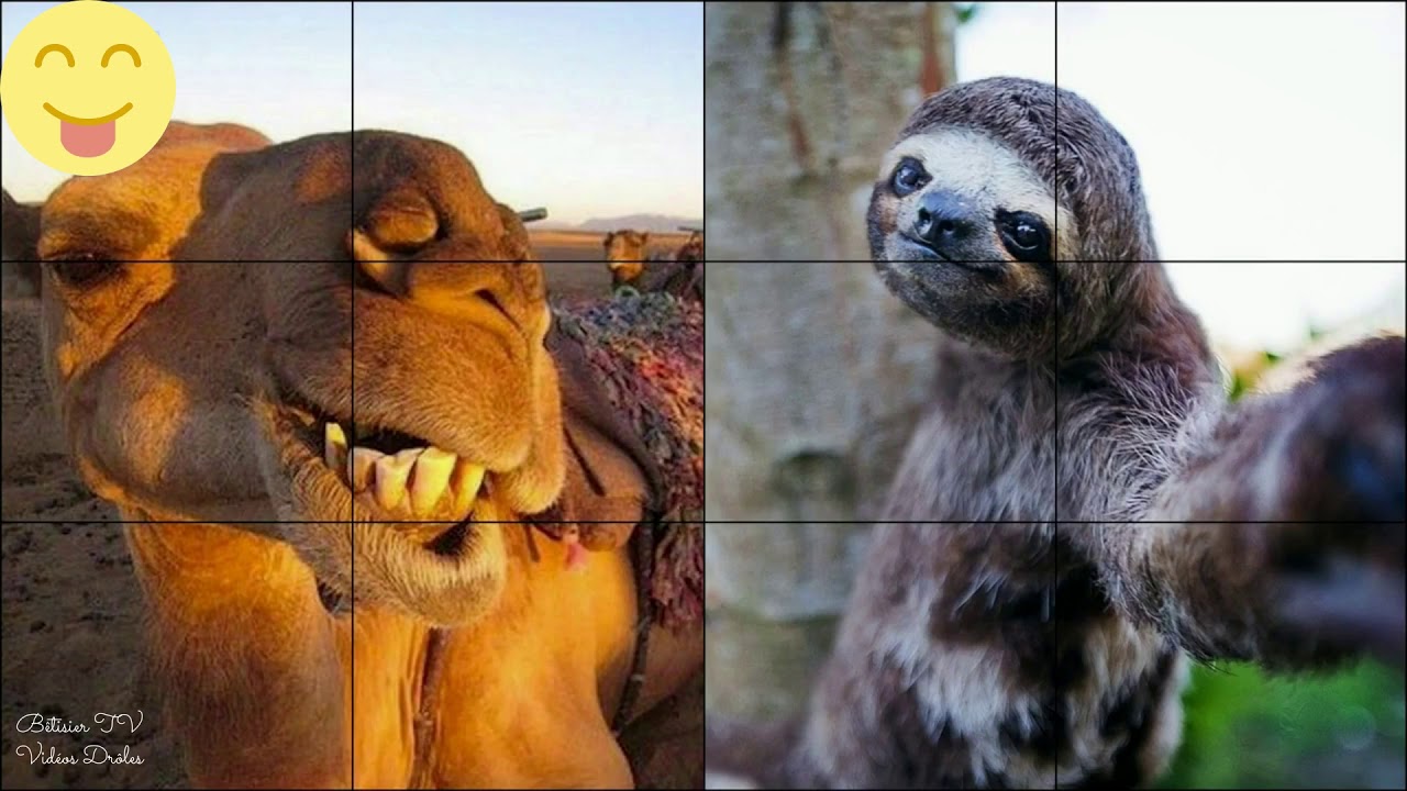 Selfies Animaux Vidéo Drôles Animaux ! Vidéo Drôle à mourir de rire
