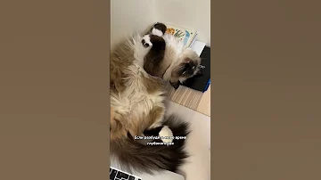 Почему нельзя будить кошку, которая крепко спит