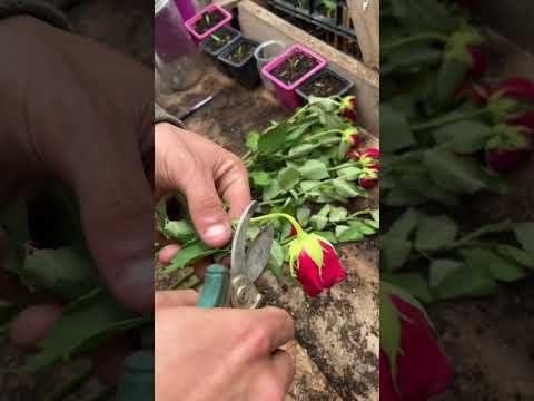 Vidéo: Propagation des plantes potagères - Comment enraciner les boutures de légumes