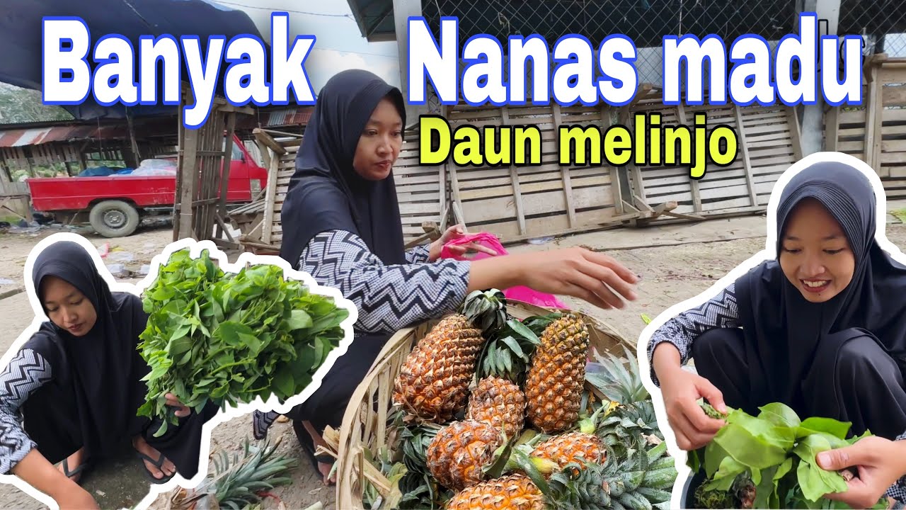 SATU BUAH BISA 15 RIBU⁉️ DI SINI TINGGAL AMBIL SAJA