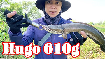 Câu lure cá lóc dạo buổi sáng được một em hugo | Câu cá lóc | Nghiệpgềvlog