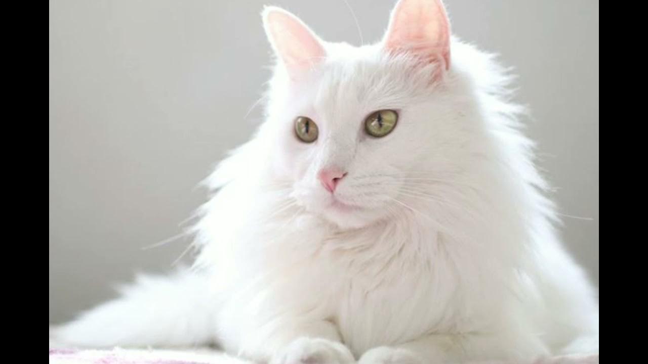 Yalangoch Michaela Banes jinsiy aloqa Nastya Kamenskikh yalangoch rasmlar