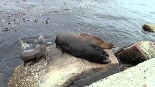 Sea Lion Family of Monterey Bay.
