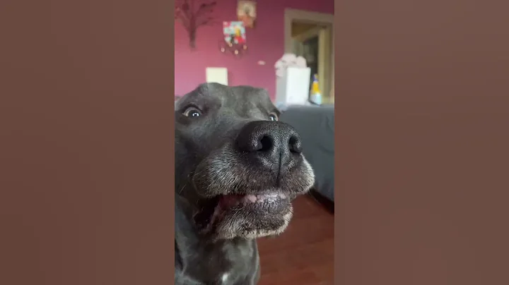 Roger Being Dunkin Favorite Toy Tiktok : haleyandd...