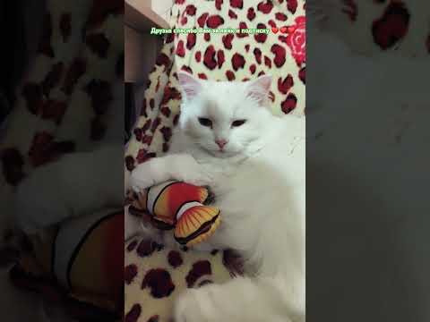 #cat #топ #друзья