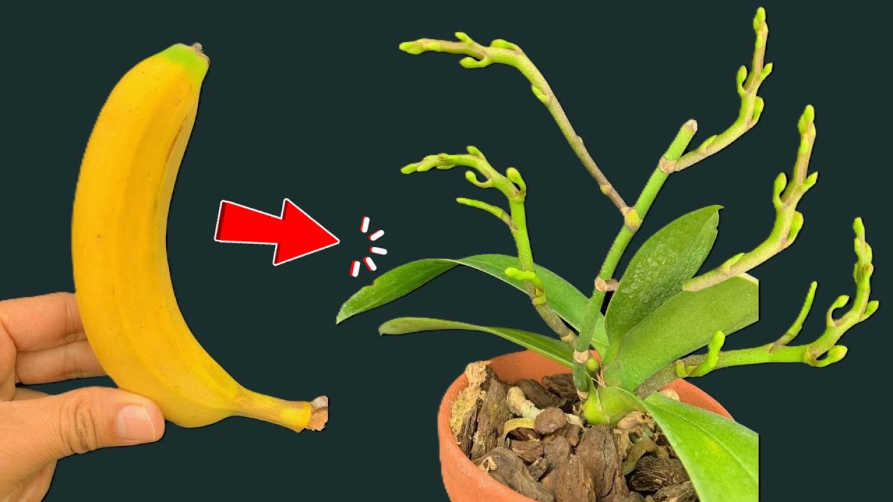 Чудесным образом всего одна банановая кожура может заставить взорваться целый сад орхидей.