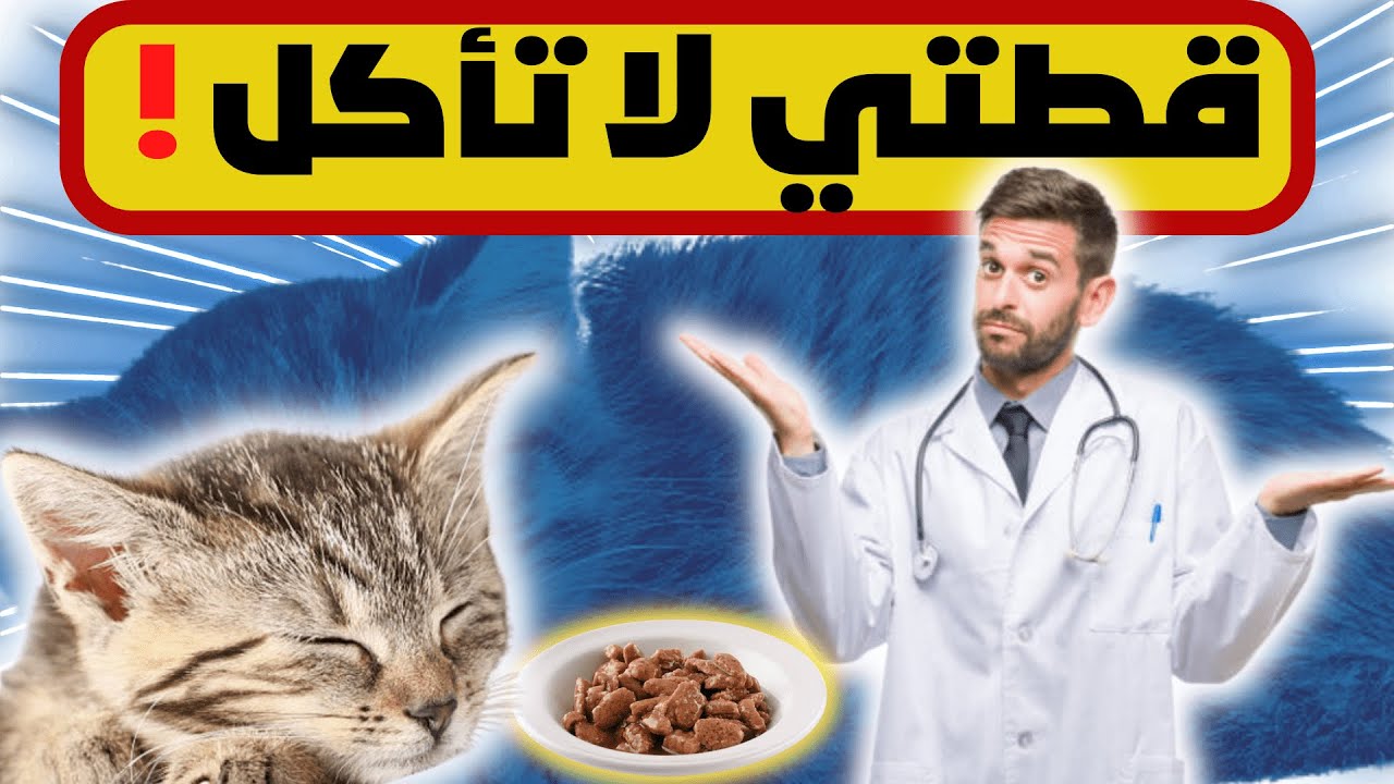 قطتي لا تأكل ! أسباب فقدان الشهية عند القطط ! علاج فقدان الشهية لدى القطط