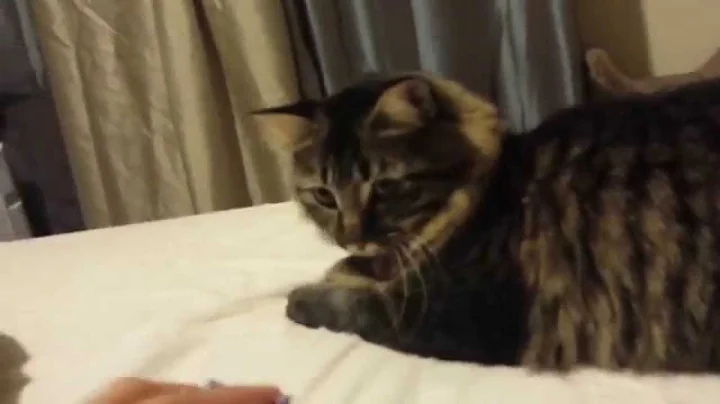 Watch the video about Kitty Plays Fetch
