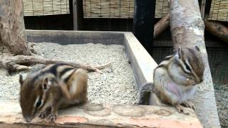 【観光】飛騨高山 リスの森 【観光】飛騨高山 リスの森