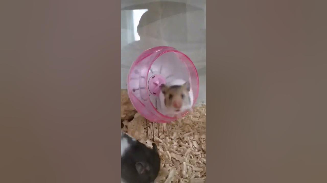 İzmir Hamster Sahiplendirme / हम्सटर / 仓鼠 / ハムスター / 햄스터 / DIY YouTube