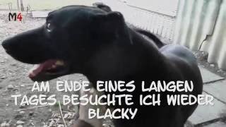 Mentor4Dogs Tierschutzarbeit- Blacky 2016