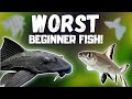 Top 7 worst beginner fish beware