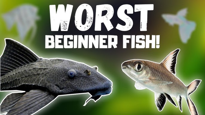 Best Beginner Fish Tank Setup - Master Aquarium with Novice Skills 