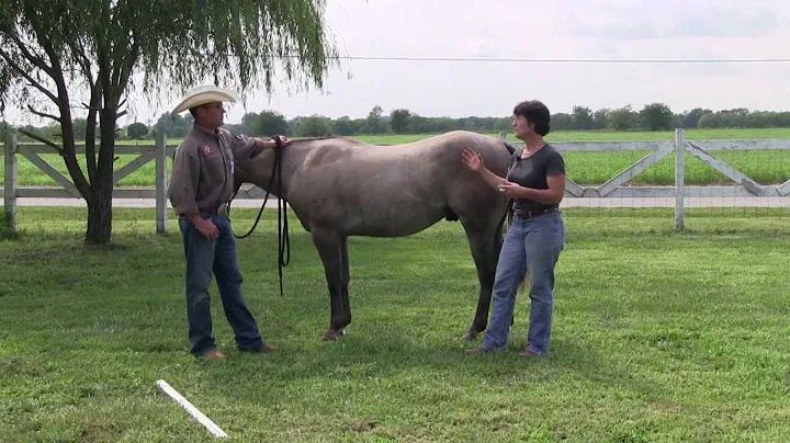 Kerry Kuhn and Seven meet with Equine Performance ...