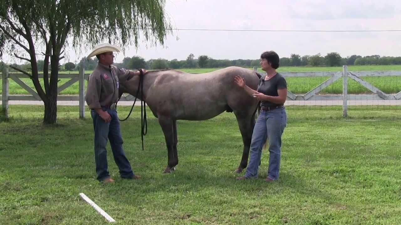 Kerry Kuhn and Seven meet with Equine Performance Horse Expert Rhonda