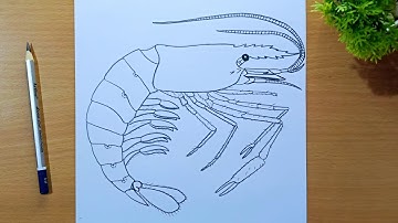 prawn drawing || how to draw a shrimp easy || shrimp drawing || how to draw a prawn