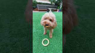 Skill #dog #doglover #playwithme #shortsvideo #shorts #playwithme