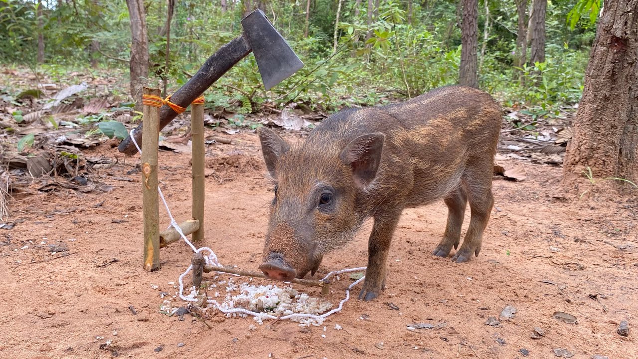 Piglets Axed Amazing Quick Powerful Wild Pig Trap Make By Axe #shortvideo - YouTube
