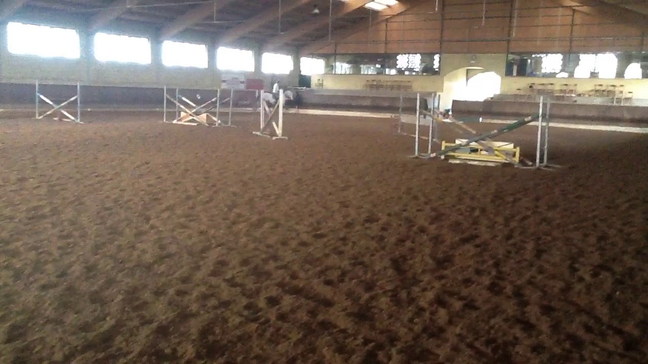 SUPPORTO DA ALLENAMENTO Pappagallo Da Masticare Legno Dentizione Morso - Foto 4