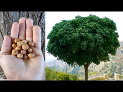 تعلموا زراعة شجرة الشمسية ذات الفوائد العظيمه