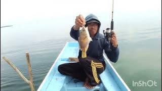 mancing di atas trumbu karang,strike bujor timun bertubi tubi.(irfani hajirin channel)