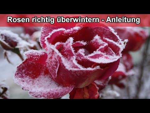 Video: Blumen Für Die Überwinterung Vorbereiten, Rosen Für Den Winter Schützen